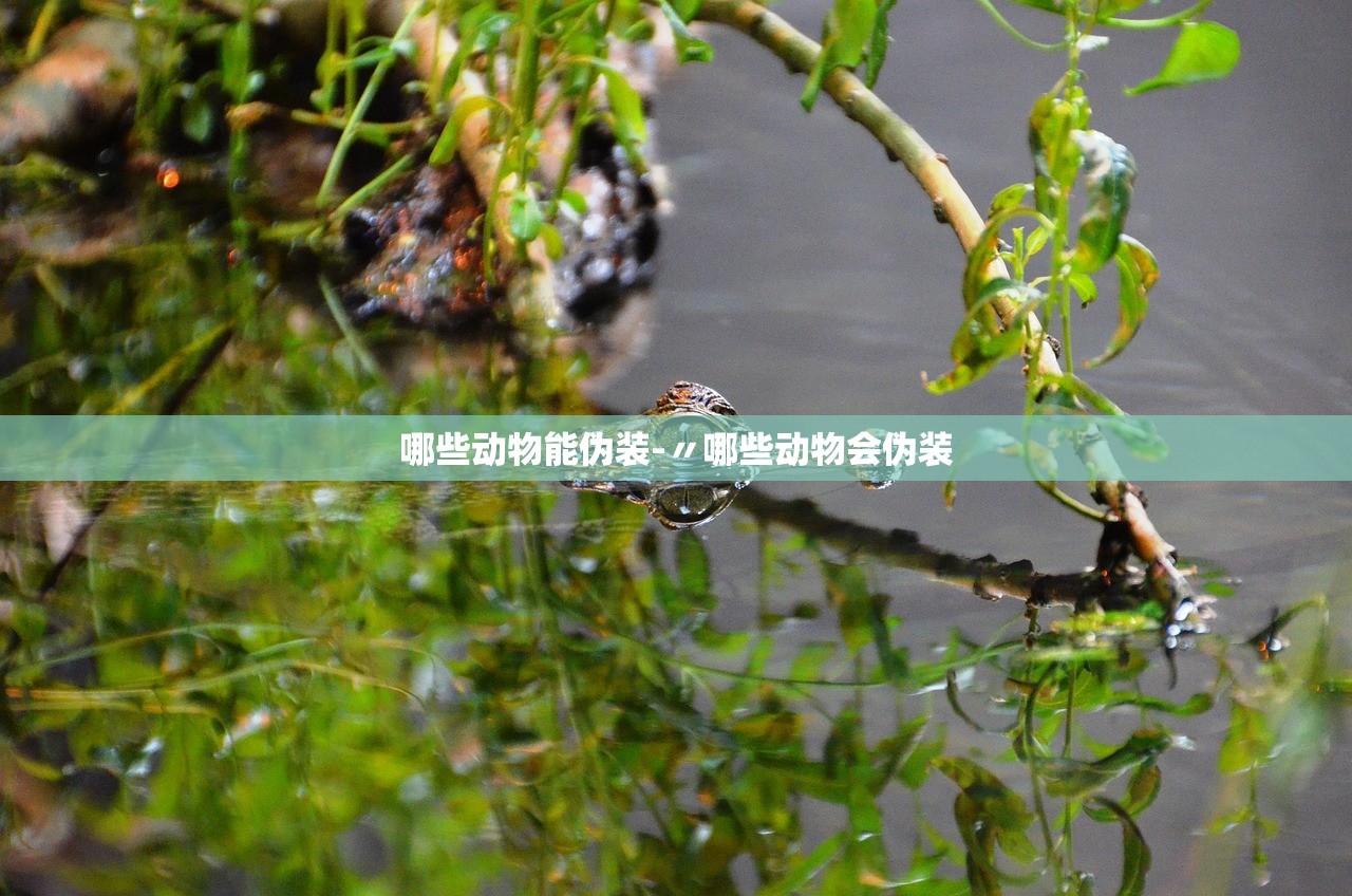 哪些动物能伪装-〃哪些动物会伪装 哪些动物能伪装-〃哪些动物会伪装