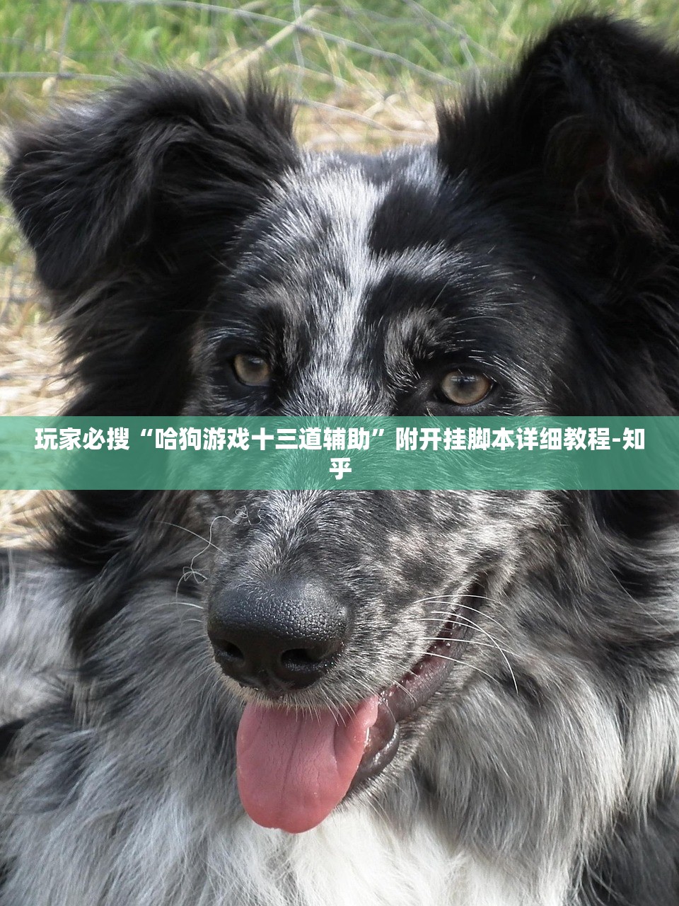 玩家必搜“哈狗游戏十三道辅助”附开挂脚本详细教程-知乎