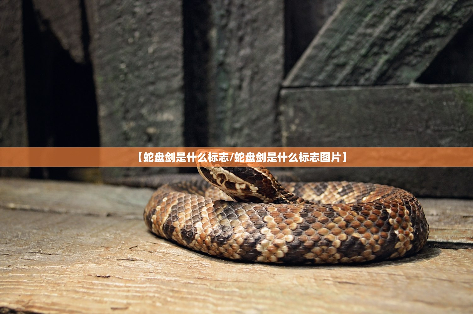 【蛇盘剑是什么标志/蛇盘剑是什么标志图片】 【蛇盘剑是什么标志/蛇盘剑是什么标志图片】