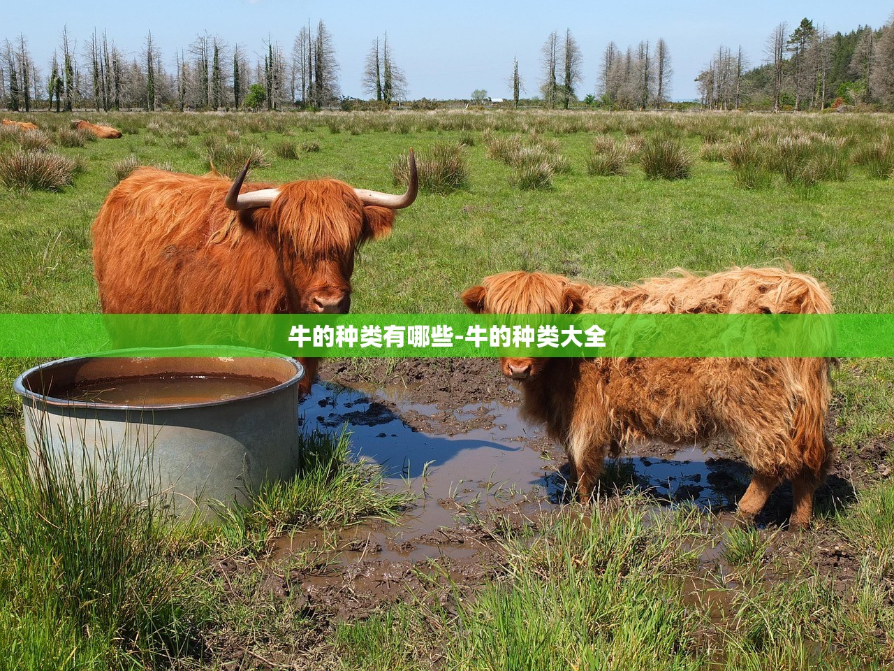 牛的种类有哪些-牛的种类大全 牛的种类有哪些-牛的种类大全