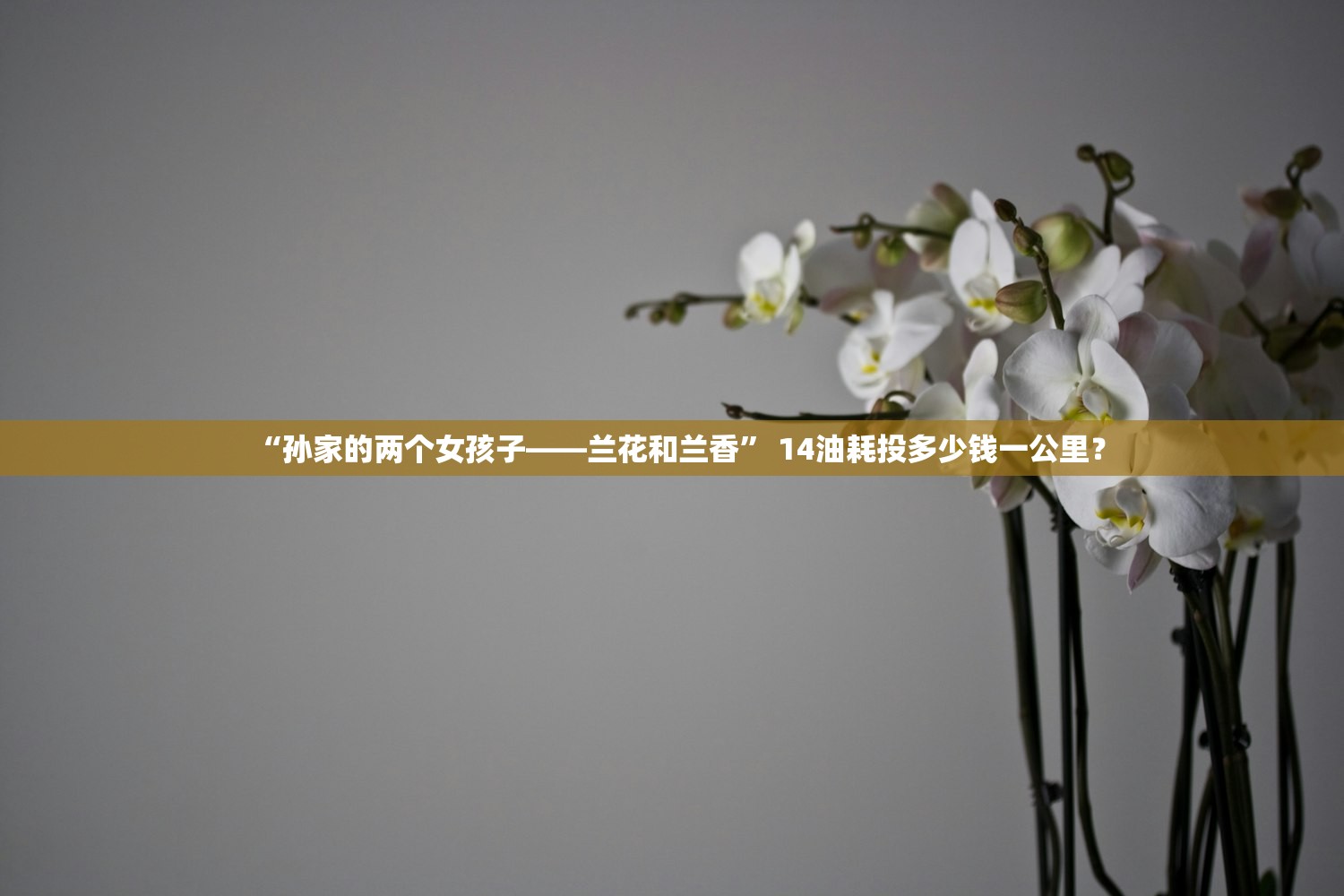 “孙家的两个女孩子——兰花和兰香	” 14油耗投多少钱一公里？