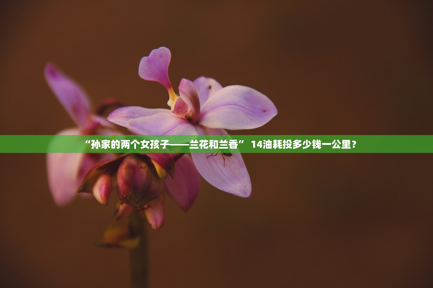 “孙家的两个女孩子——兰花和兰香” 14油耗投多少钱一公里？