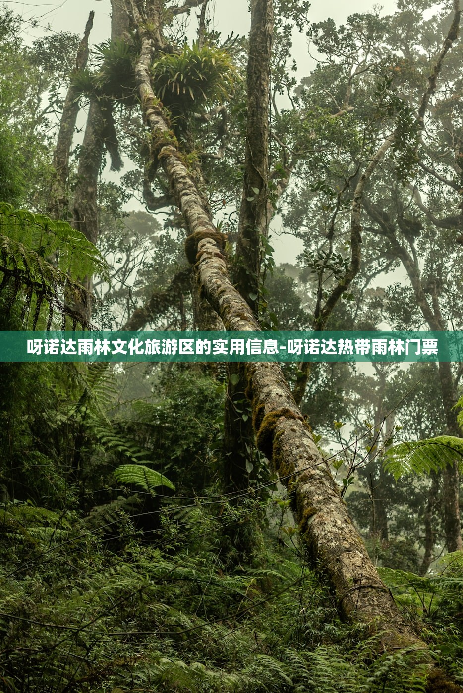 呀诺达雨林文化旅游区的实用信息-呀诺达热带雨林门票
