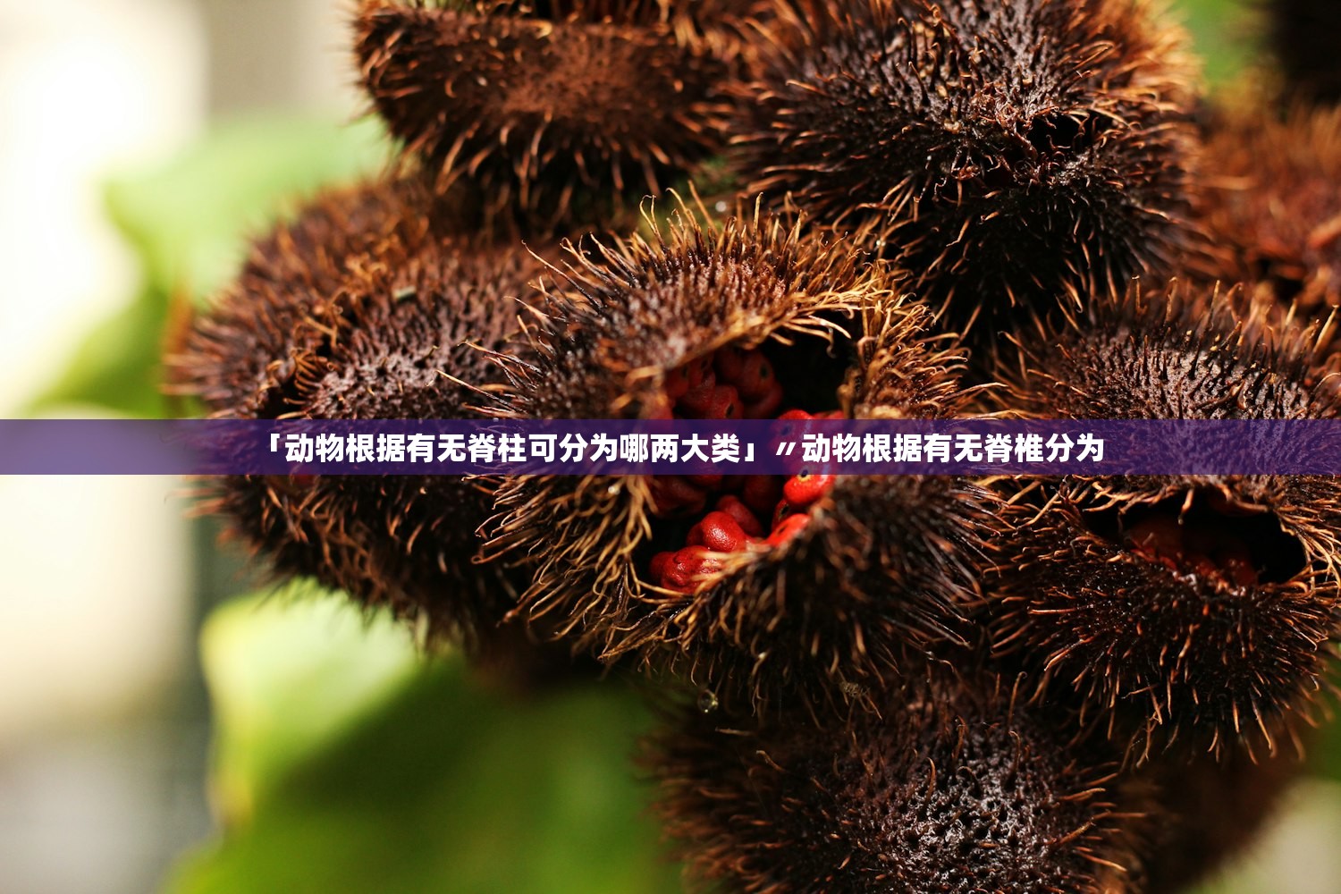 「动物根据有无脊柱可分为哪两大类」〃动物根据有无脊椎分为