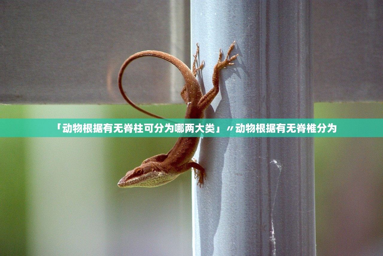 「动物根据有无脊柱可分为哪两大类」〃动物根据有无脊椎分为