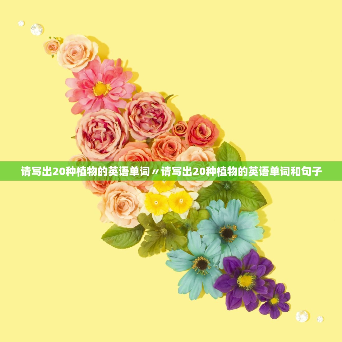 请写出20种植物的英语单词〃请写出20种植物的英语单词和句子 请写出20种植物的英语单词〃请写出20种植物的英语单词和句子