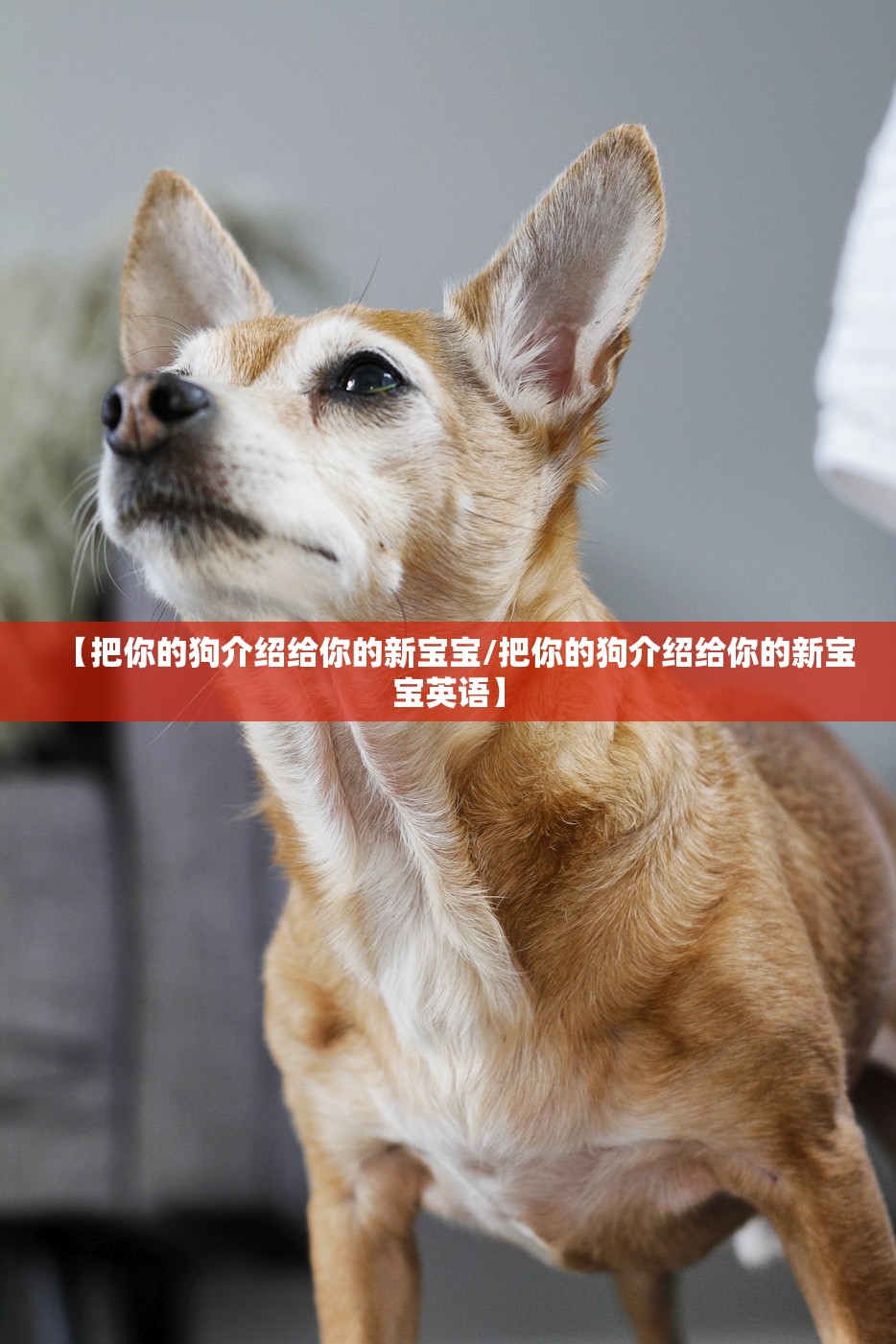 【把你的狗介绍给你的新宝宝/把你的狗介绍给你的新宝宝英语】 【把你的狗介绍给你的新宝宝/把你的狗介绍给你的新宝宝英语】