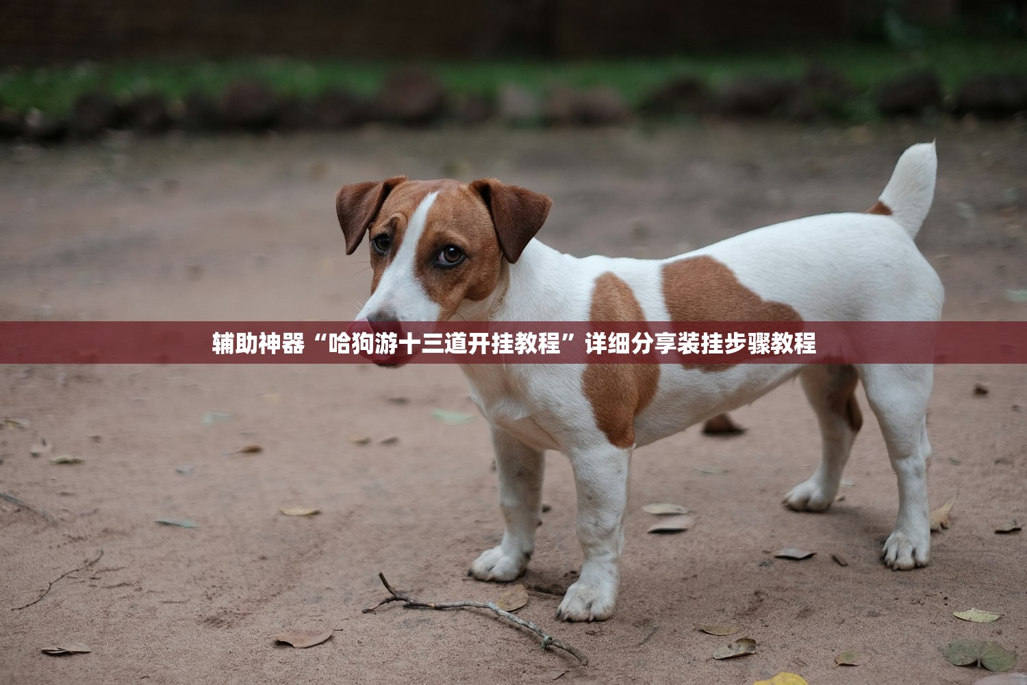 辅助神器“哈狗游十三道开挂教程	”详细分享装挂步骤教程