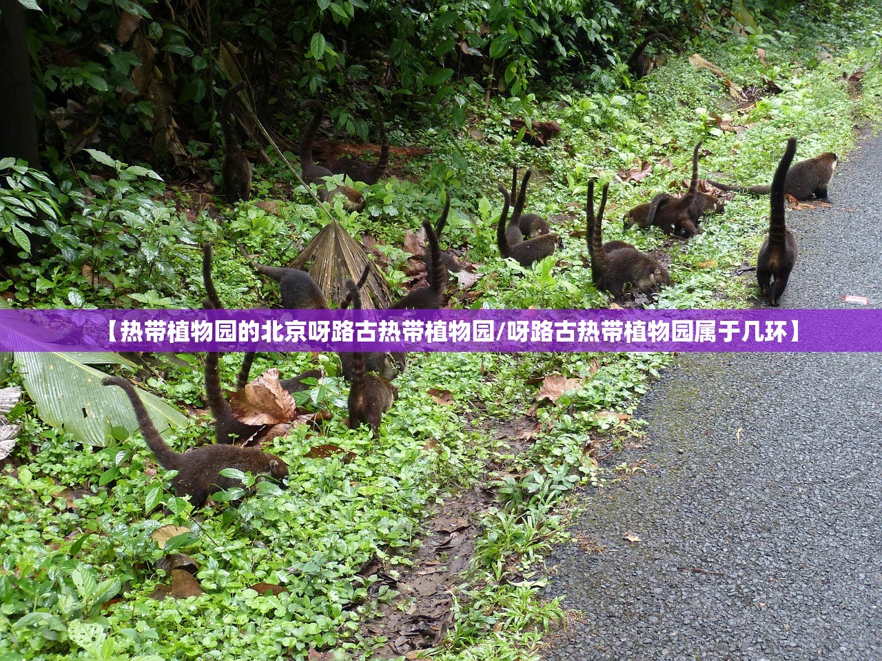 【热带植物园的北京呀路古热带植物园/呀路古热带植物园属于几环】 【热带植物园的北京呀路古热带植物园/呀路古热带植物园属于几环】