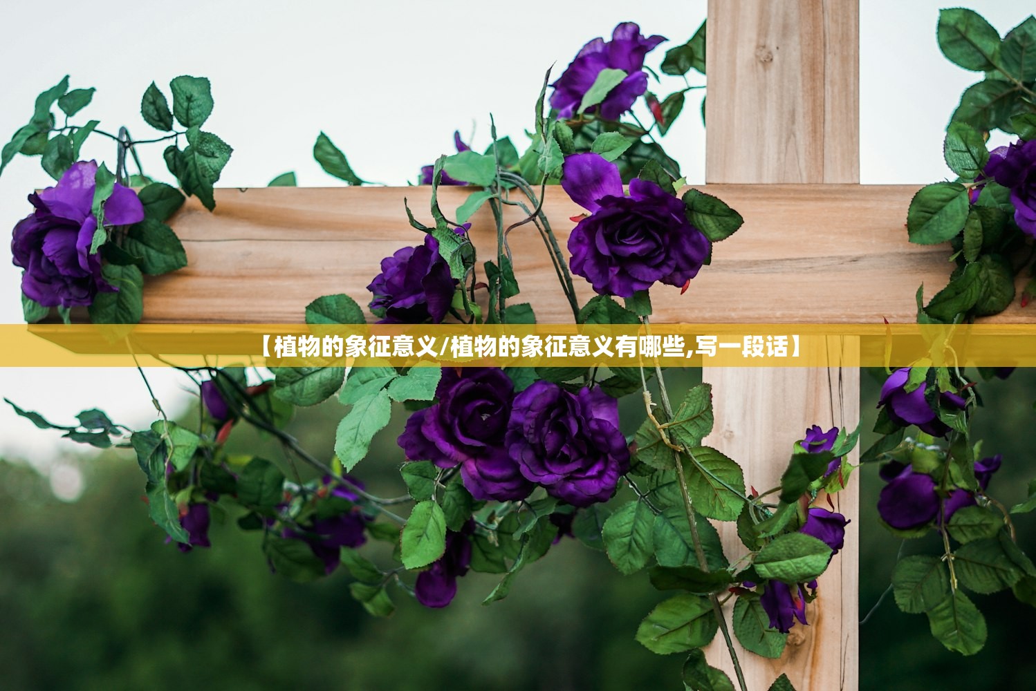 【植物的象征意义/植物的象征意义有哪些,写一段话】 【植物的象征意义/植物的象征意义有哪些,写一段话】