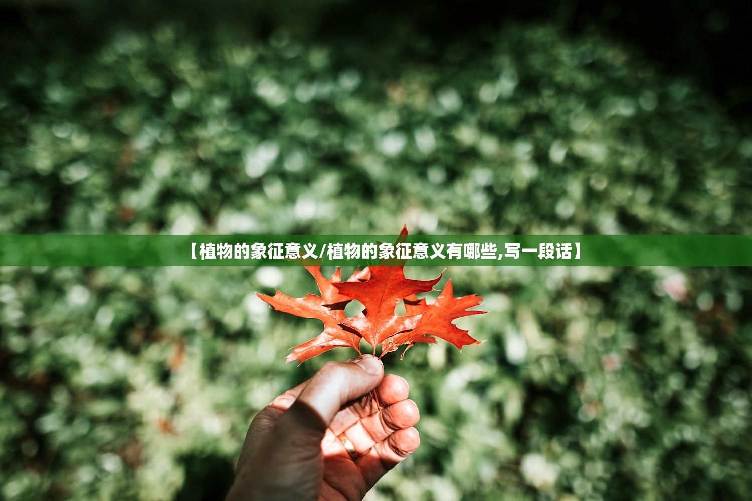 【植物的象征意义/植物的象征意义有哪些,写一段话】 【植物的象征意义/植物的象征意义有哪些,写一段话】
