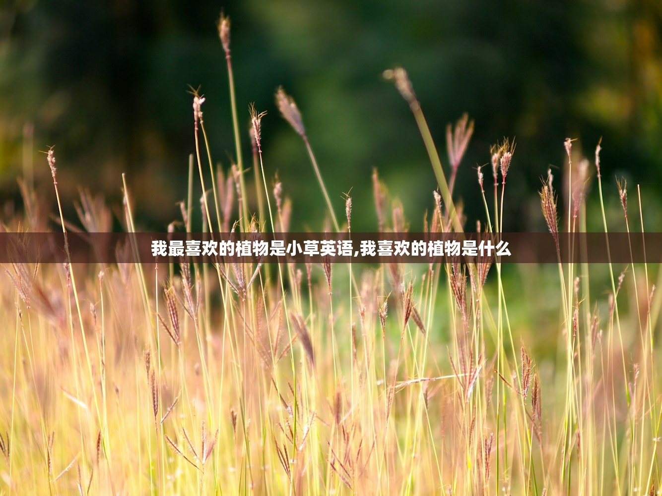 我最喜欢的植物是小草英语,我喜欢的植物是什么 我最喜欢的植物是小草英语,我喜欢的植物是什么