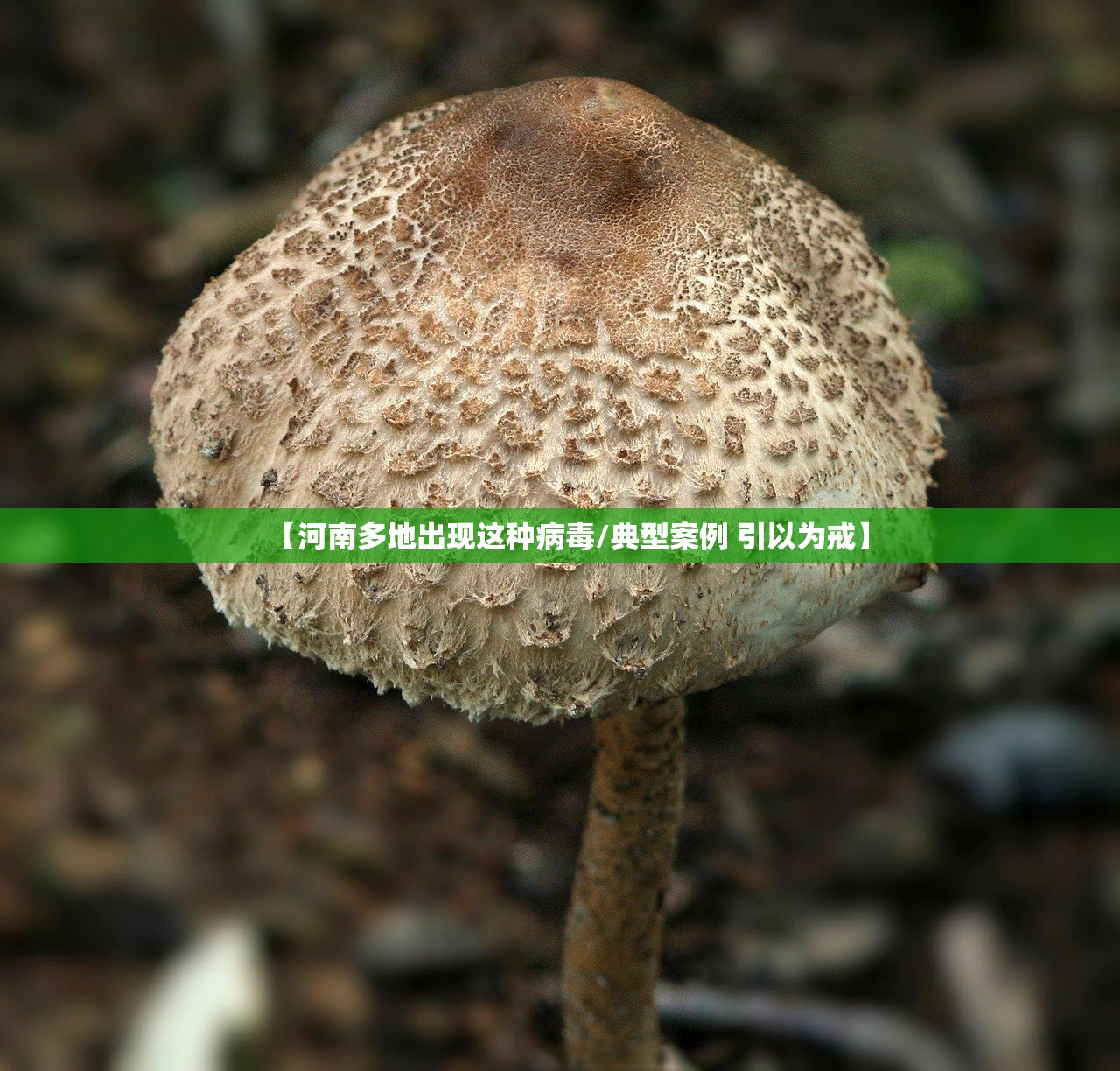 【河南多地出现这种病毒/典型案例 引以为戒】 【河南多地出现这种病毒/典型案例 引以为戒】