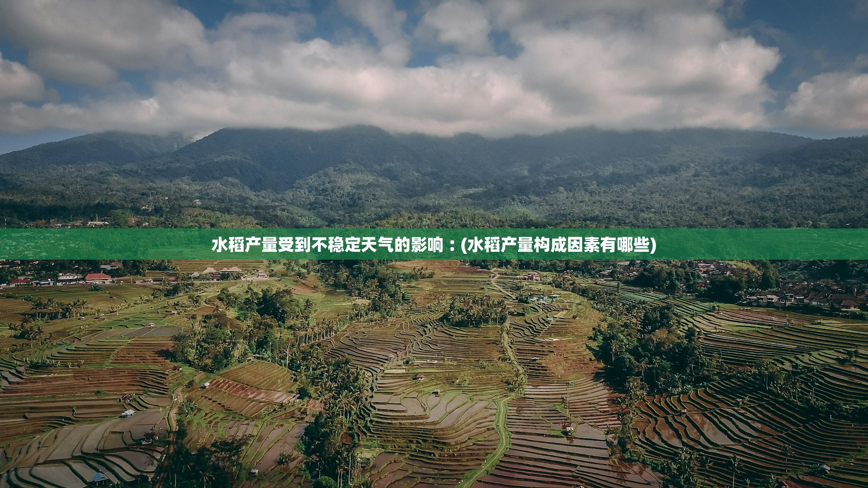 水稻产量受到不稳定天气的影响︰(水稻产量构成因素有哪些) 水稻产量受到不稳定天气的影响︰(水稻产量构成因素有哪些)