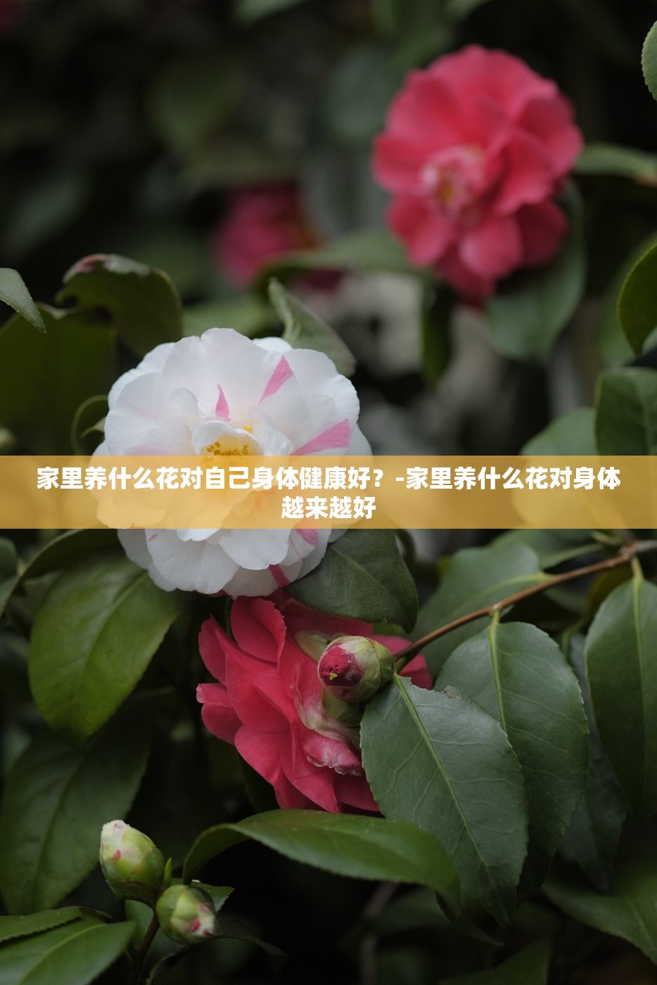 家里养什么花对自己身体健康好？-家里养什么花对身体越来越好