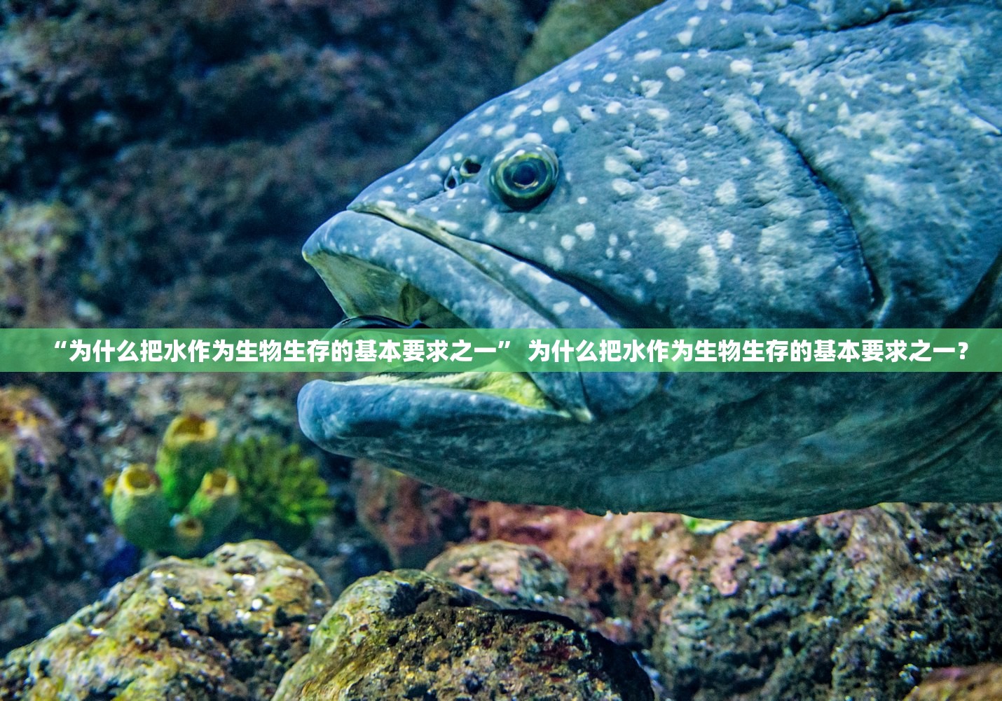 “为什么把水作为生物生存的基本要求之一	” 为什么把水作为生物生存的基本要求之一？