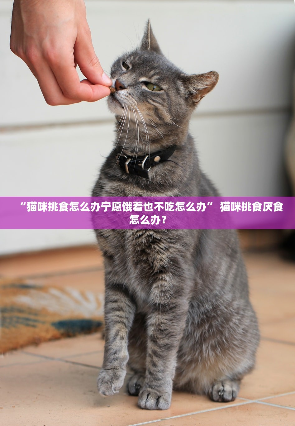“猫咪挑食怎么办宁愿饿着也不吃怎么办” 猫咪挑食厌食怎么办？