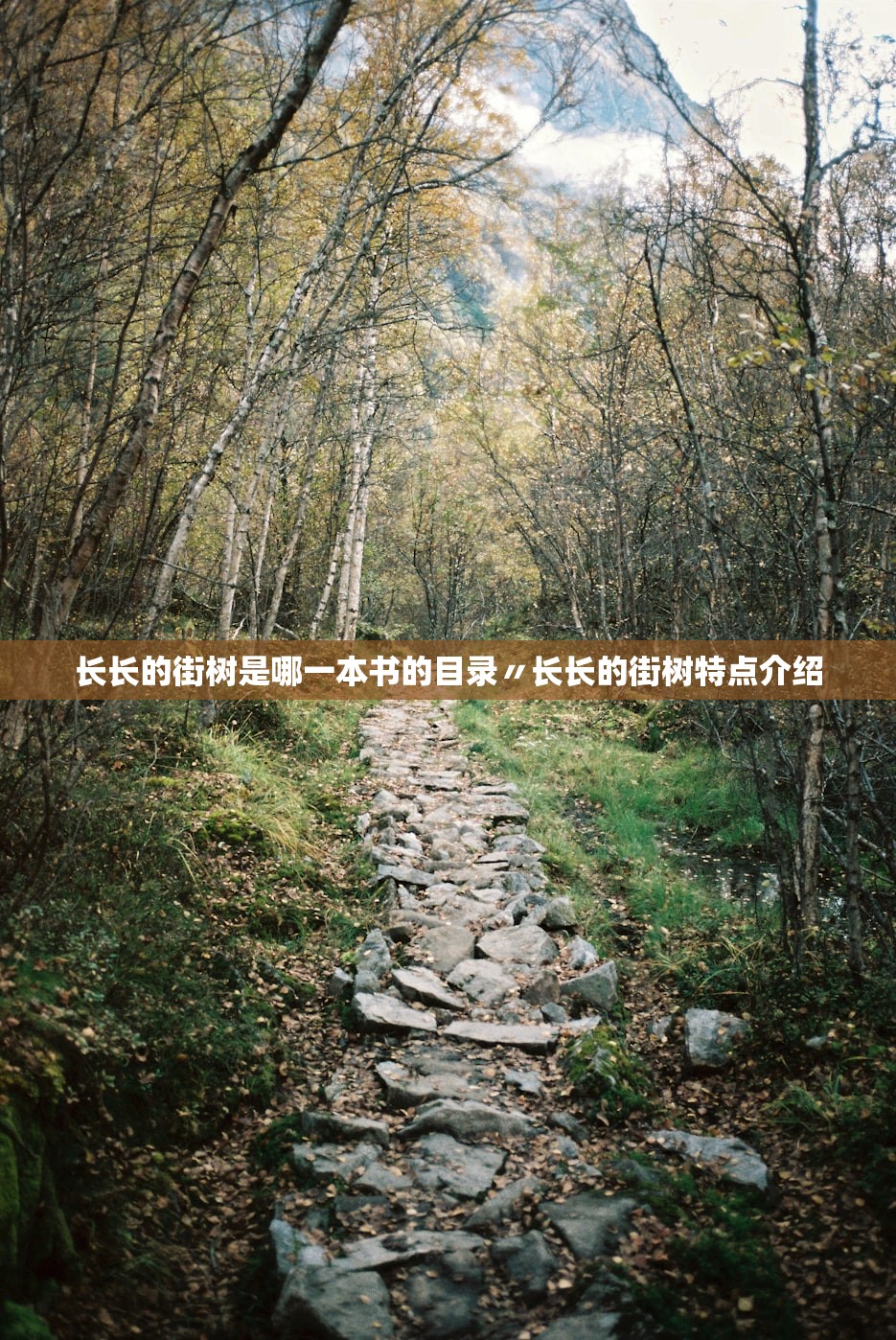 长长的街树是哪一本书的目录〃长长的街树特点介绍 长长的街树是哪一本书的目录〃长长的街树特点介绍