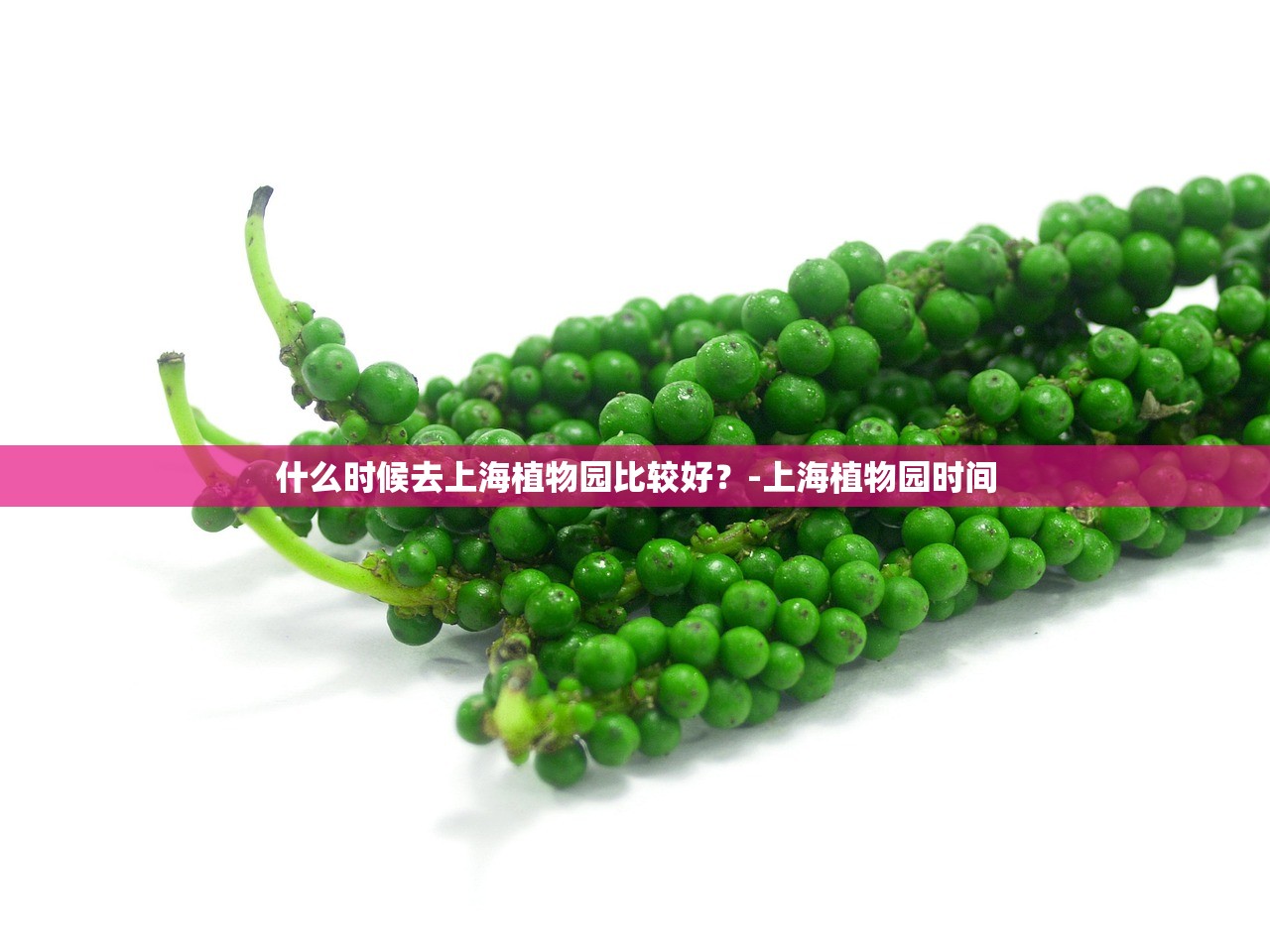 什么时候去上海植物园比较好?-上海植物园时间 什么时候去上海植物园比较好?-上海植物园时间