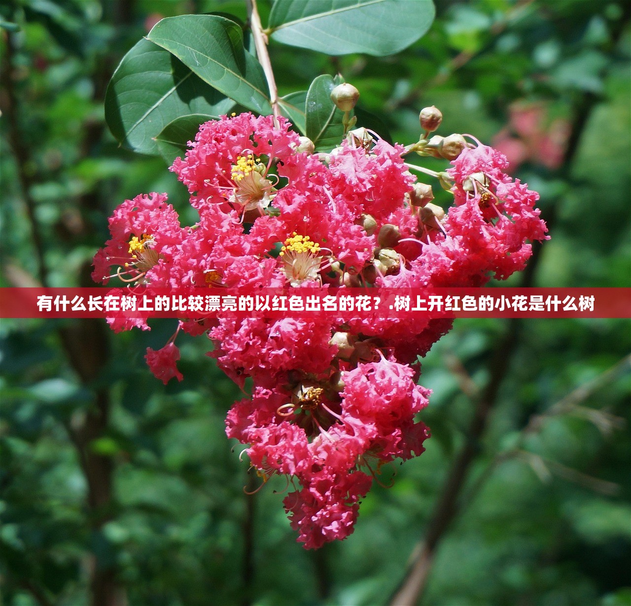 有什么长在树上的比较漂亮的以红色出名的花?.树上开红色的小花是什么树 有什么长在树上的比较漂亮的以红色出名的花?.树上开红色的小花是什么树