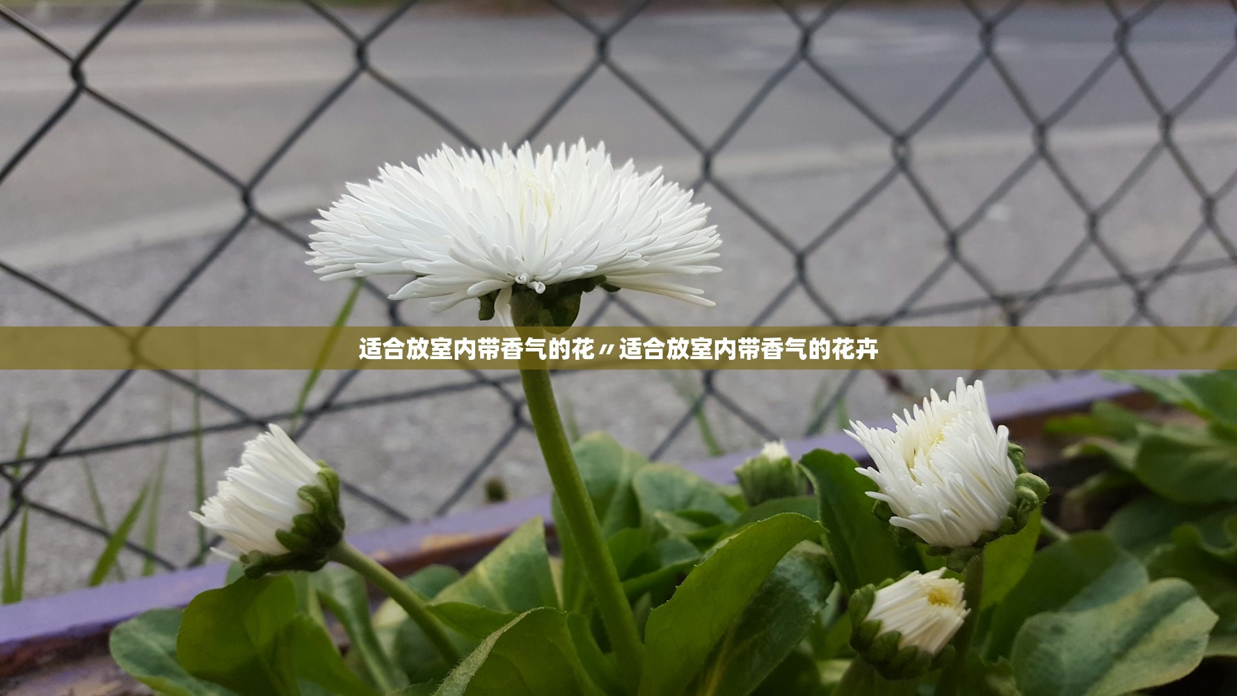 适合放室内带香气的花〃适合放室内带香气的花卉 适合放室内带香气的花〃适合放室内带香气的花卉
