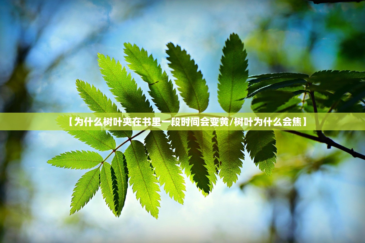 【为什么树叶夹在书里一段时间会变黄/树叶为什么会焦】